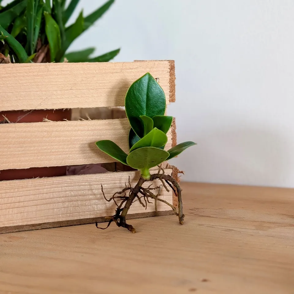 Bakker Clusia plante intérieur racine nue 10-20cm