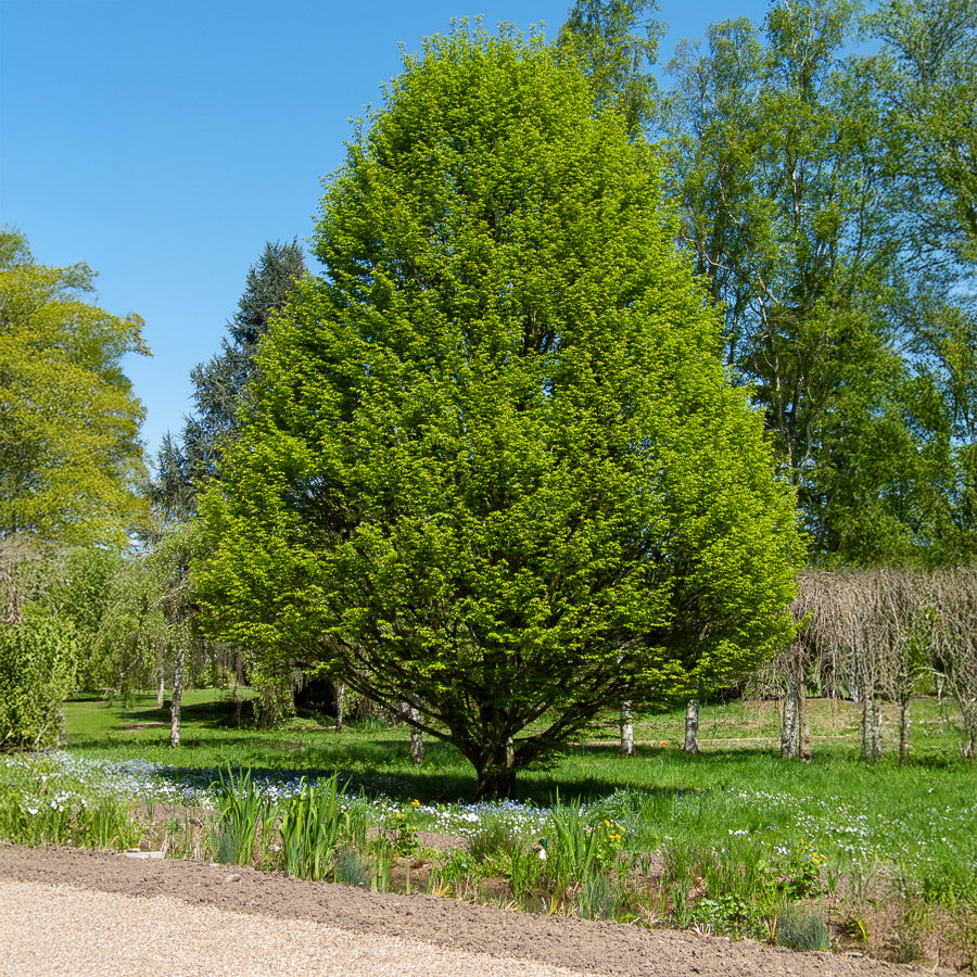 Bakker Charme fastigié arbre colonnaire pot 2L 100-125cm