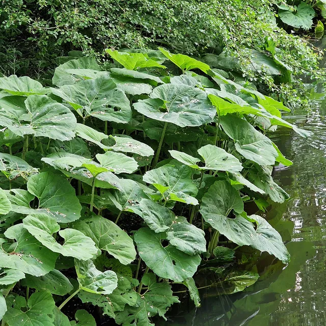Bakker Plantes vivaces Grand pétasite feuilles géantes pot 9cm