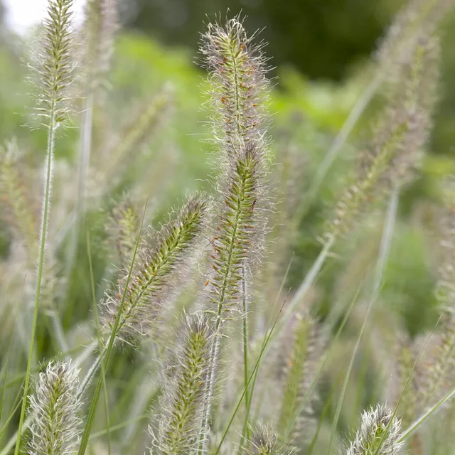 Bakker Extérieur Pennisetum Herbstzauber graminée pot 9cm