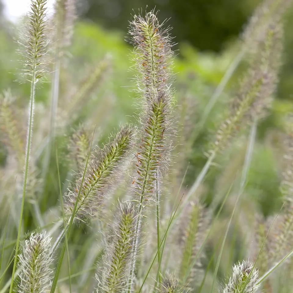 Bakker Extérieur Pennisetum Herbstzauber graminée pot 9cm