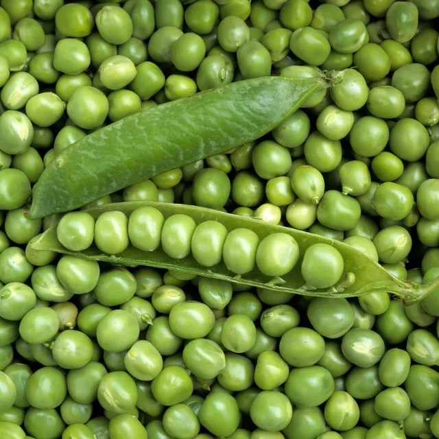 Bakker Potager Pois nain Petit Provençal sachet 200g précoce