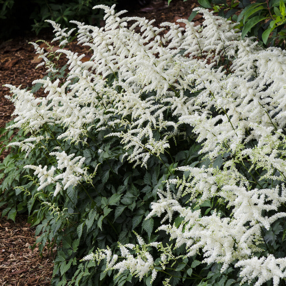 Bakker Astilbe Brautschleier vivace blanche pot 9cm