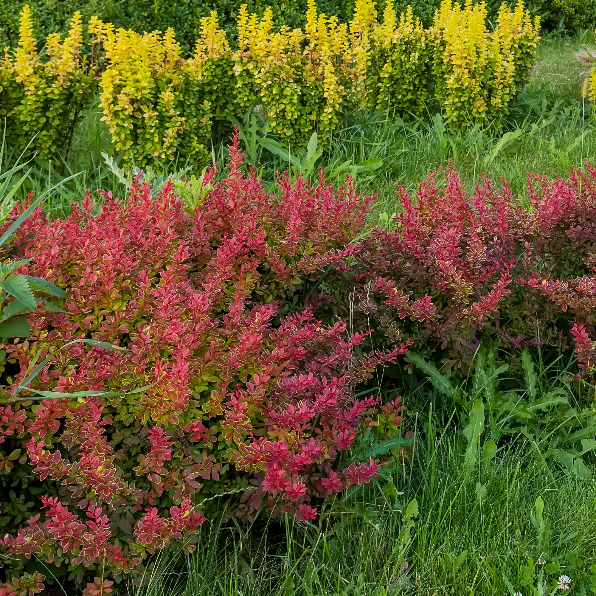 Bakker Haie Berberis rouges 10 racines nues 30-40cm