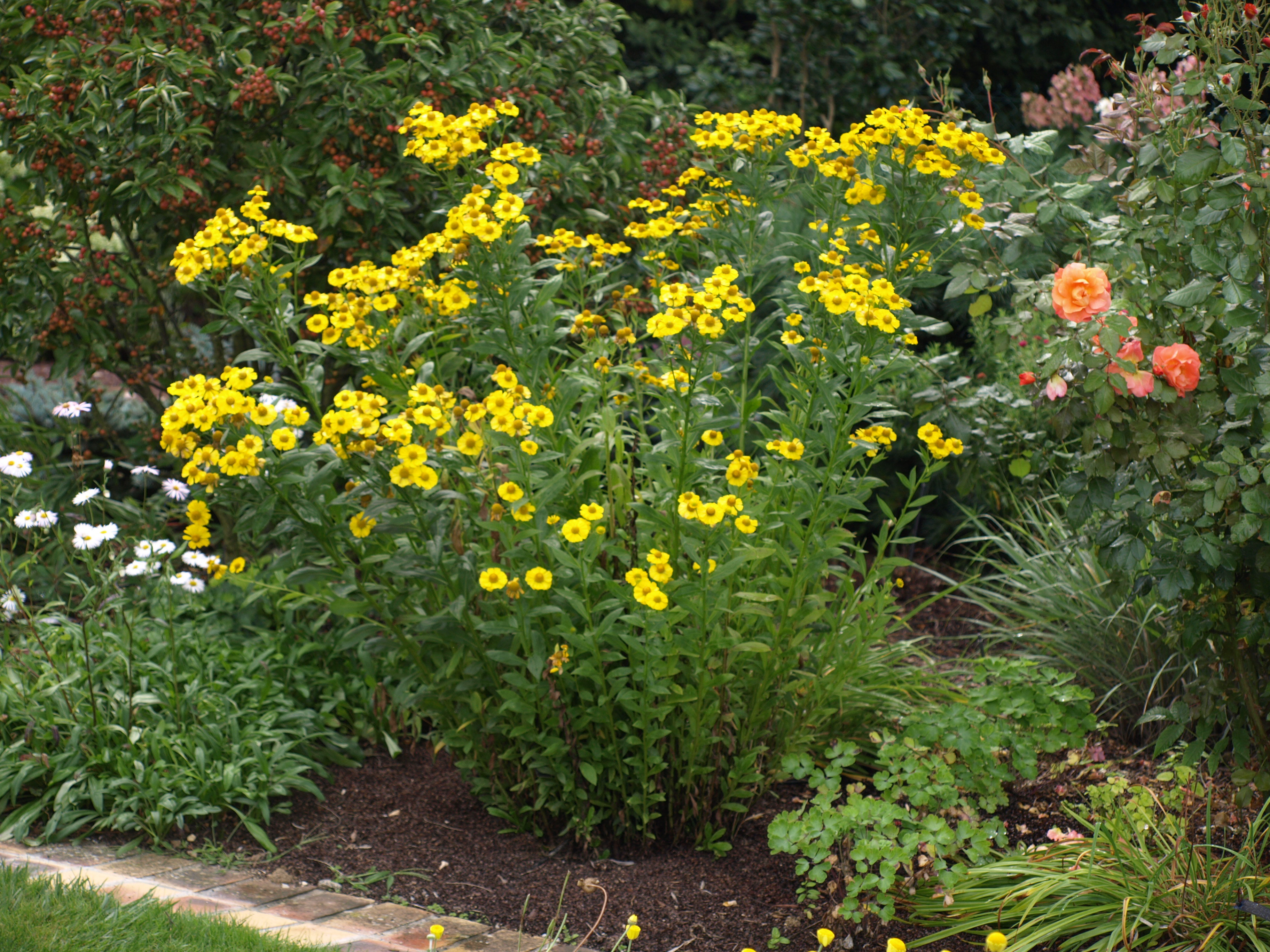 Passion Vivaces Helenium Kanaria vivace godet jaune or