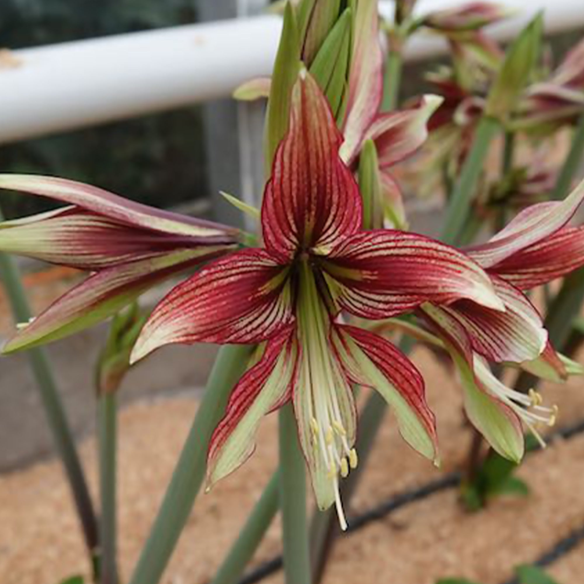 Bakker Amaryllis Mystica bulbe 1 bulbe intérieur bicolore