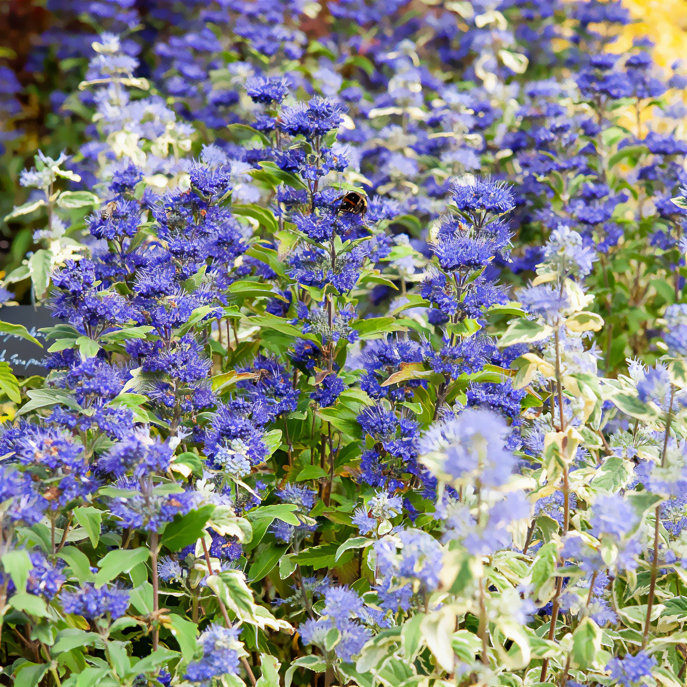 Bakker Caryopteris Grand Bleu Inoveris arbuste pot 1,3L bleu