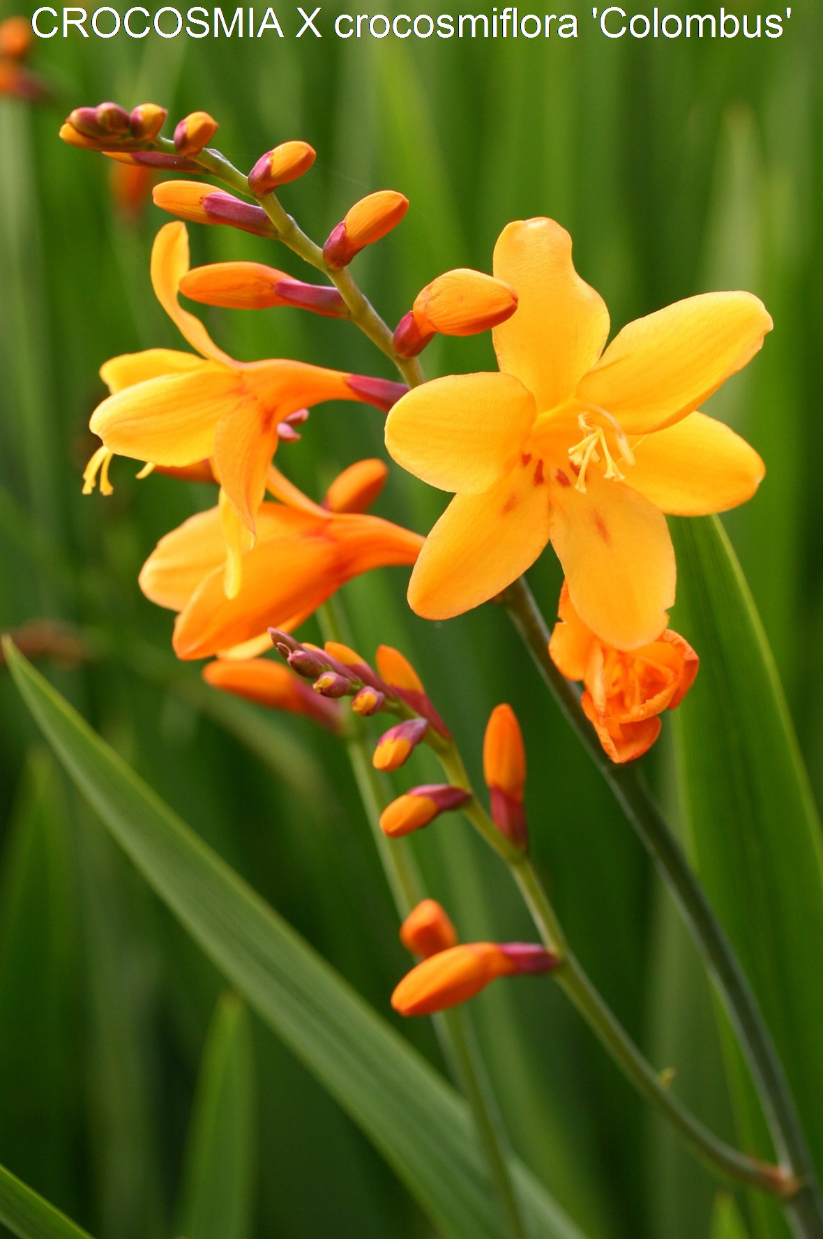 Passion Vivaces Crocosmia Columbus montbretia godet jaune