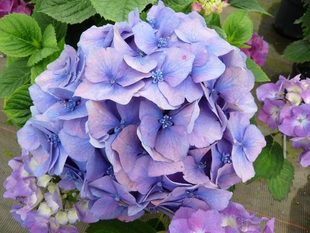 Les Hortensias du Haut Bois Ursula hortensia fleurs rondes godet