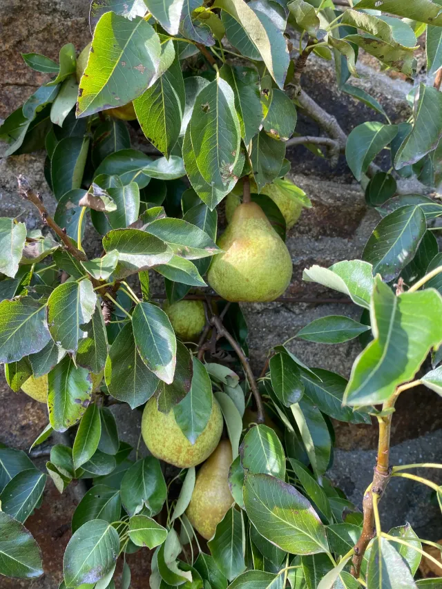 Michel Adam William's poirier poire fondante