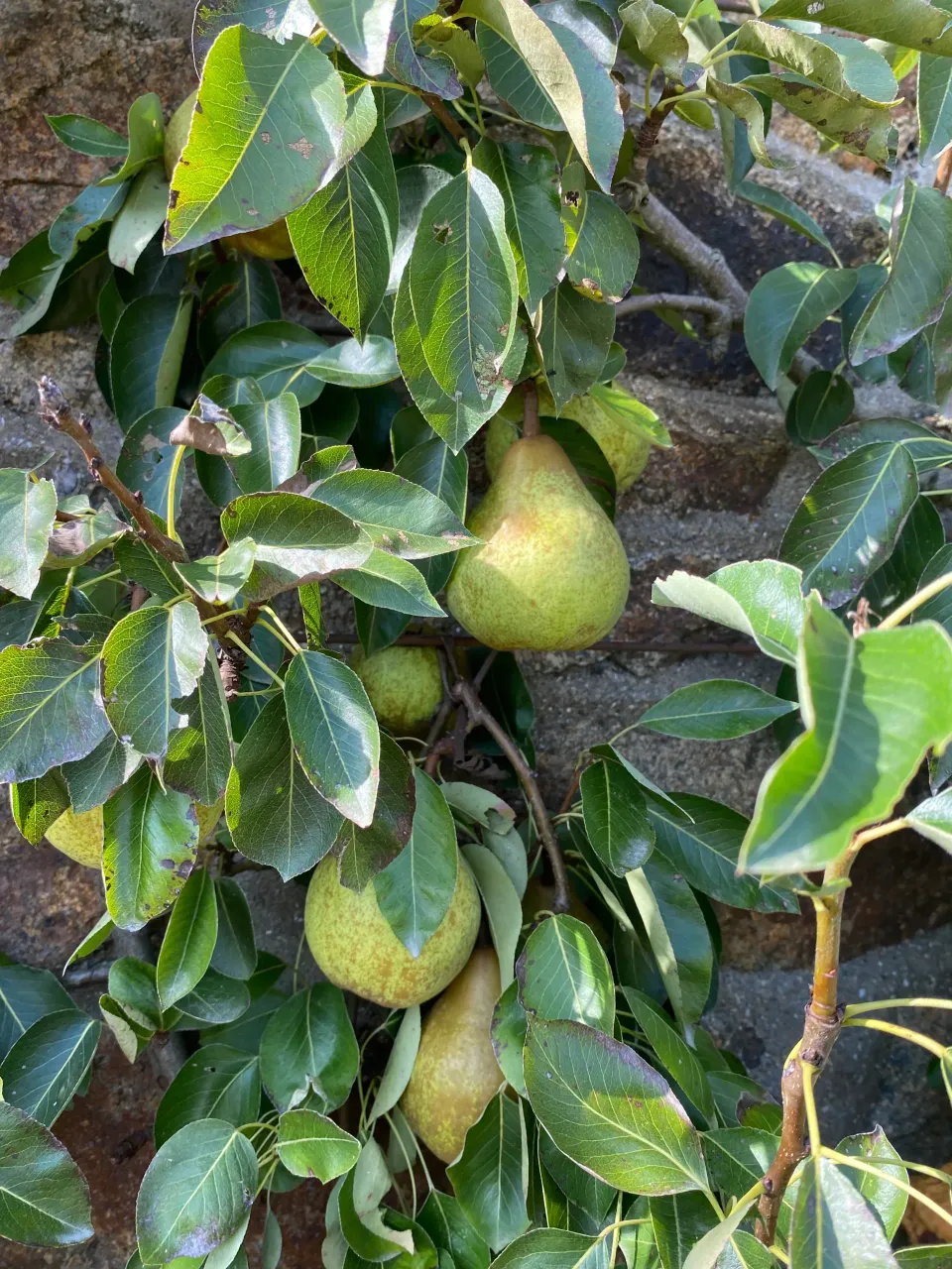 Michel Adam William's poirier poire fondante