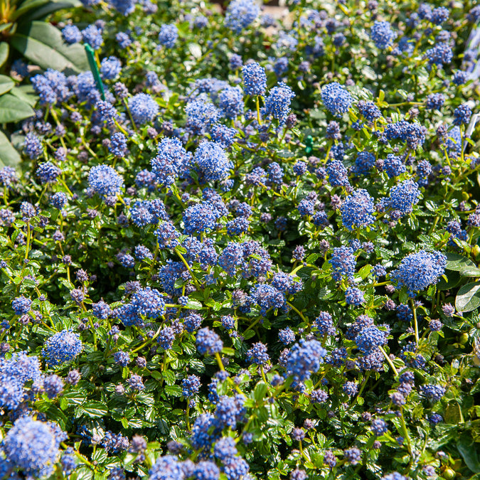 Bakker Céanothe repens arbuste couvre-sol pot 2L bleu