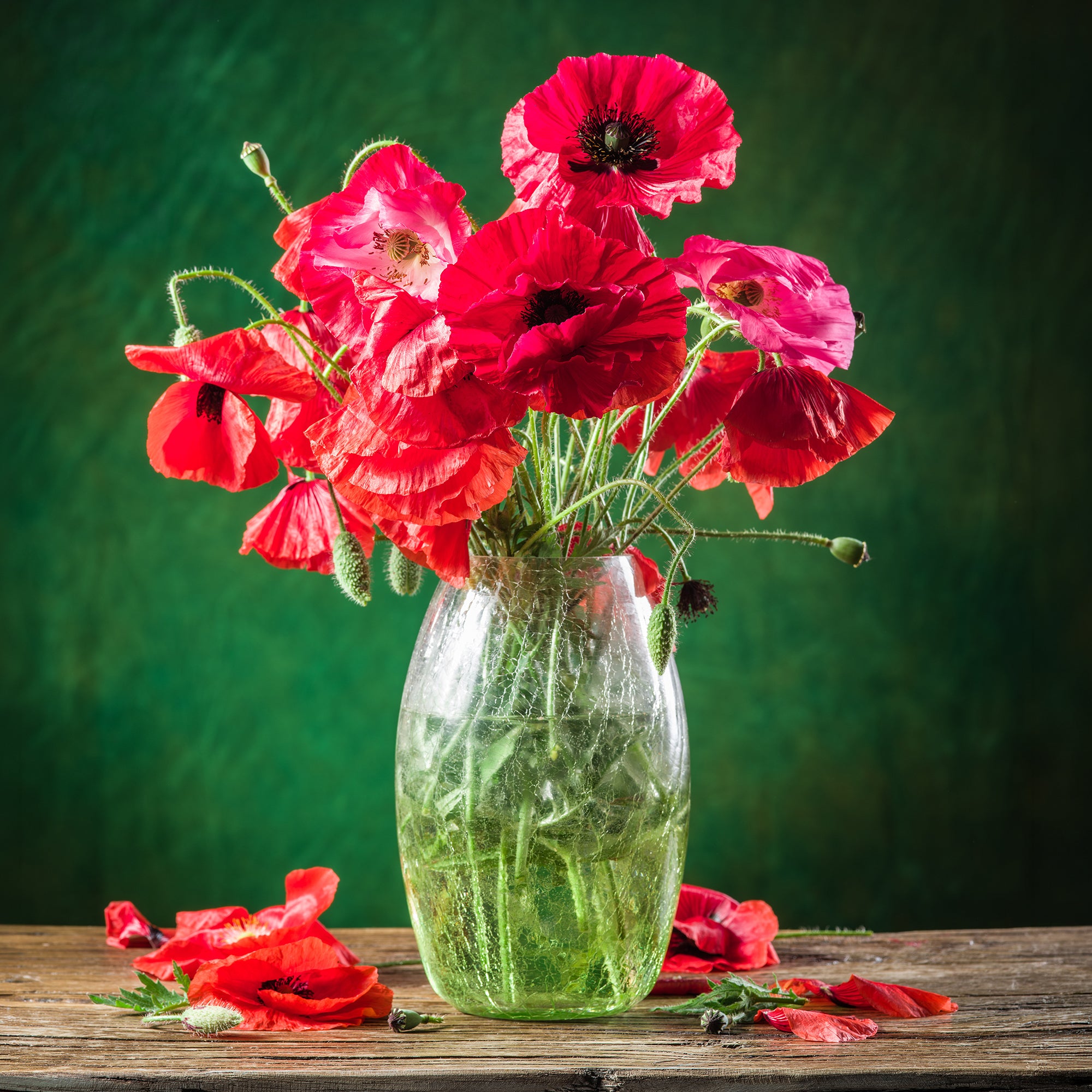 Bakker Red Corn Poppy pavot coquelicot sachet bio rouge