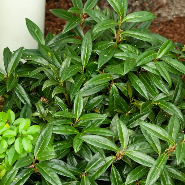 Bakker Sarcococca hookeriana humilis arbuste pot 9cm ombre
