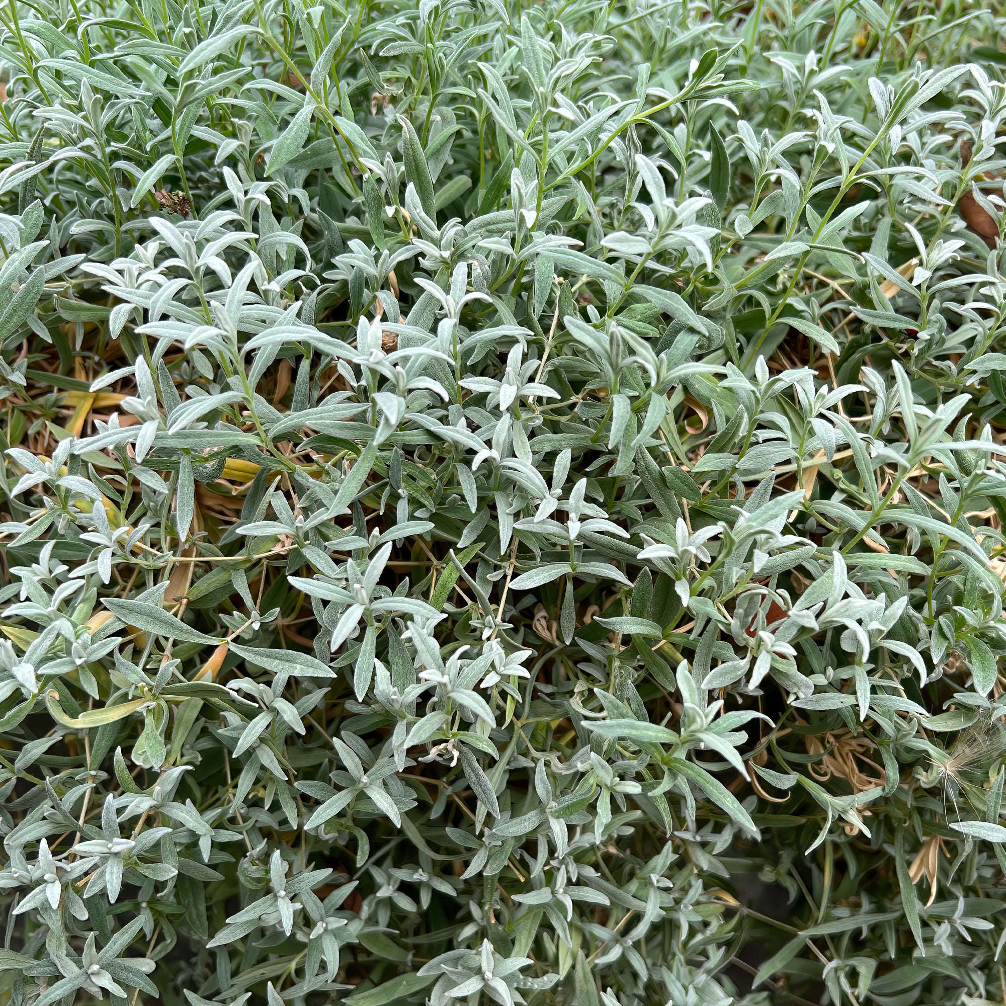 Bakker Plantes vivaces Céraiste de Bieberstein couvre-sol pot 9cm blanc