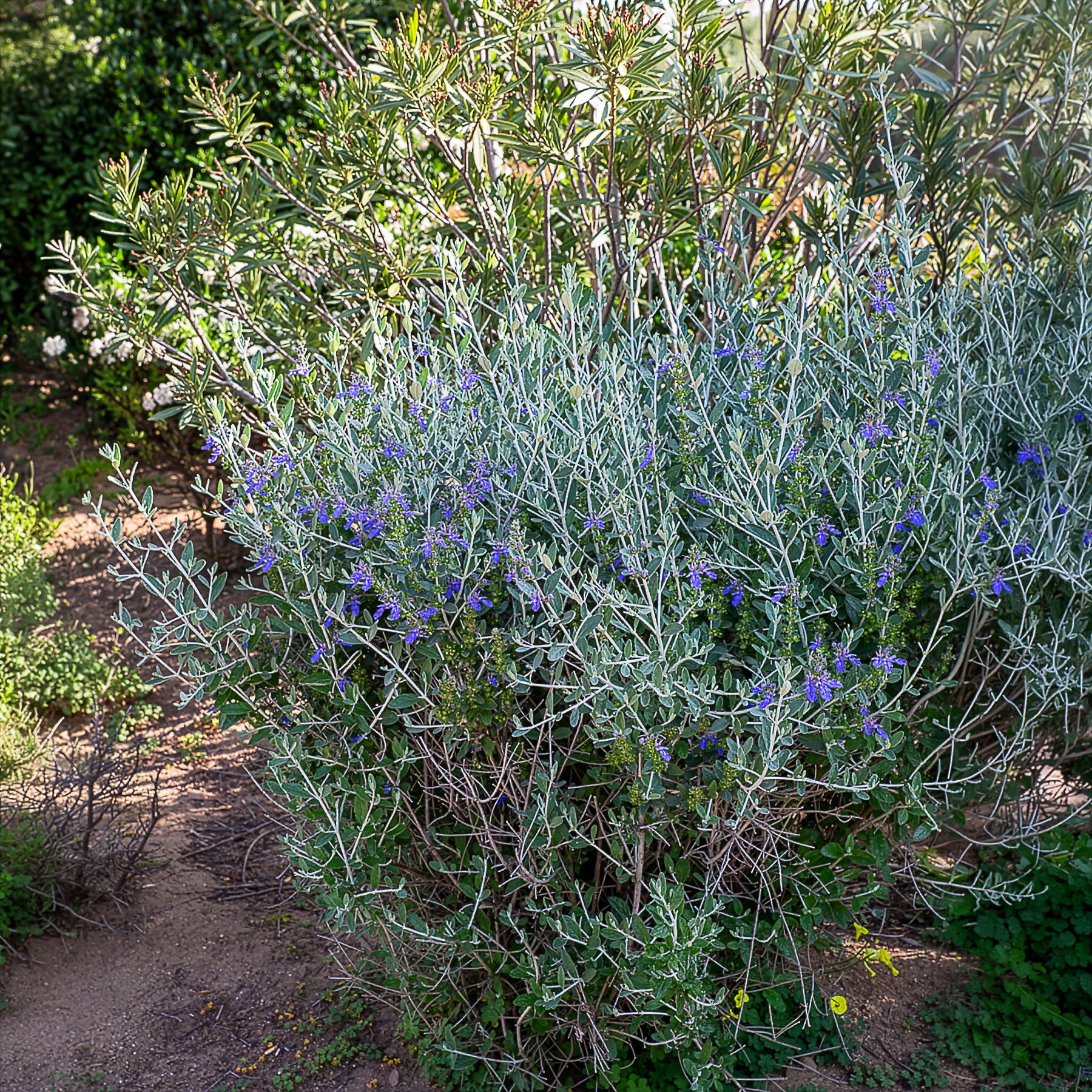 Bakker Azureum germandrée arbustive pot 2L bleu sec