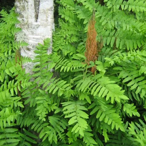 Passion Vivaces Osmunda regalis fougère osmonde royale godet XXL