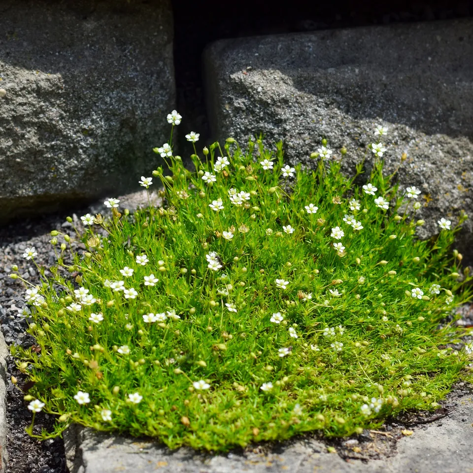 Bakker Sagine subulée couvre-sol pot Ø 9cm fleurs blanches