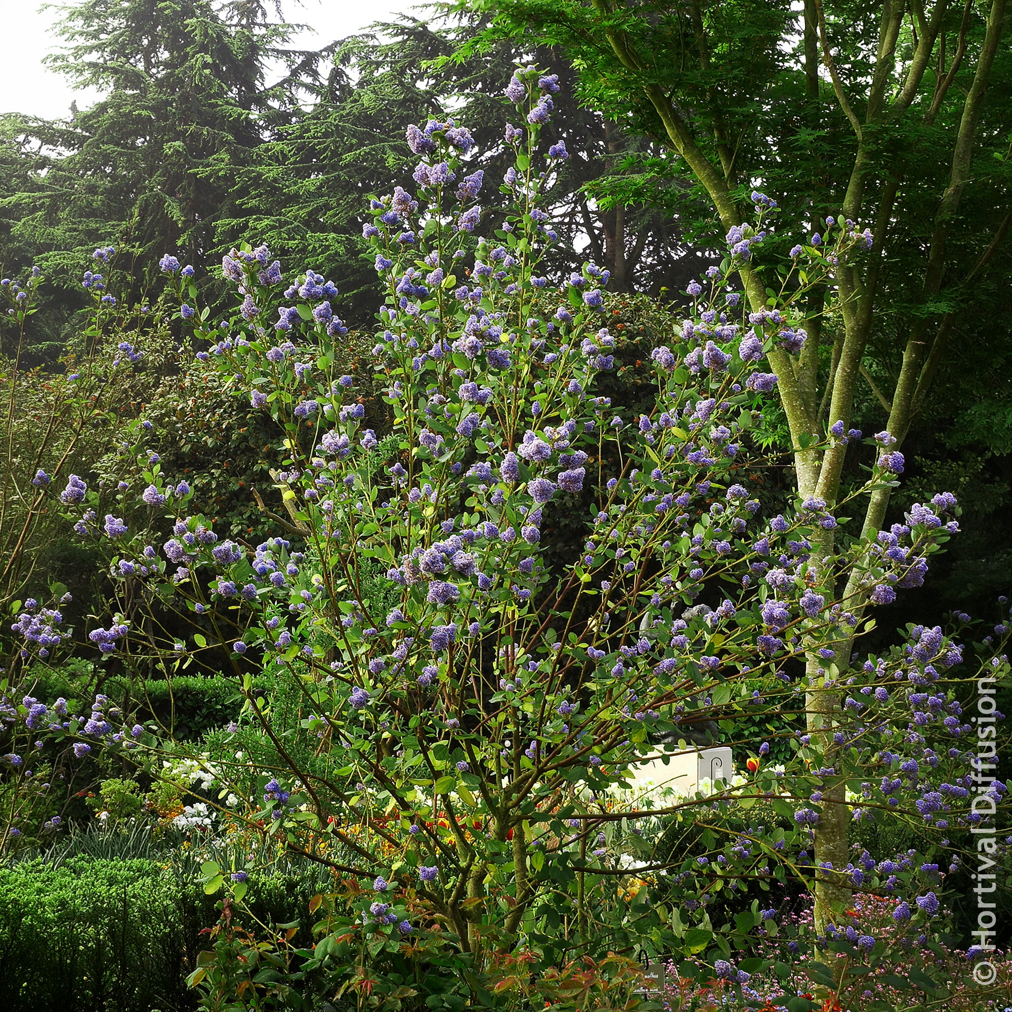 Bakker Céanothe Trewithen Blue arbuste pot 4,5 L bleu intense