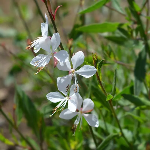 Bakker Whirling Butterflies gaura blanche 2 pots Ø9cm soleil