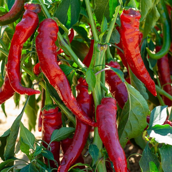 Bakker Piment de Cayenne rouge sachet 1g 150 graines