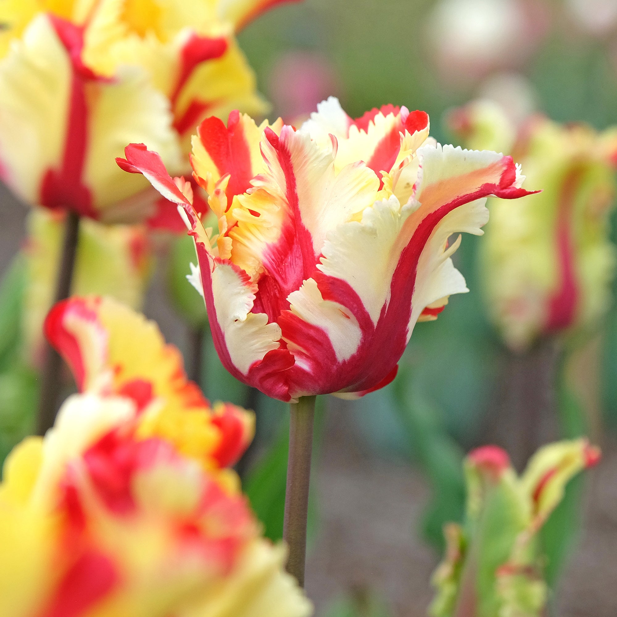 Bakker Flaming Parrot tulipe perroquet 7 bulbes rouge jaune
