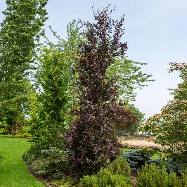 Bakker Hêtre fastigié pourpre Fagus Dawyck Purple arbre pot 1L