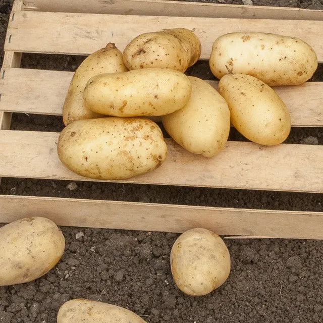 Bakker Sirtema pommes de terre primeurs 25 plants chair fondante