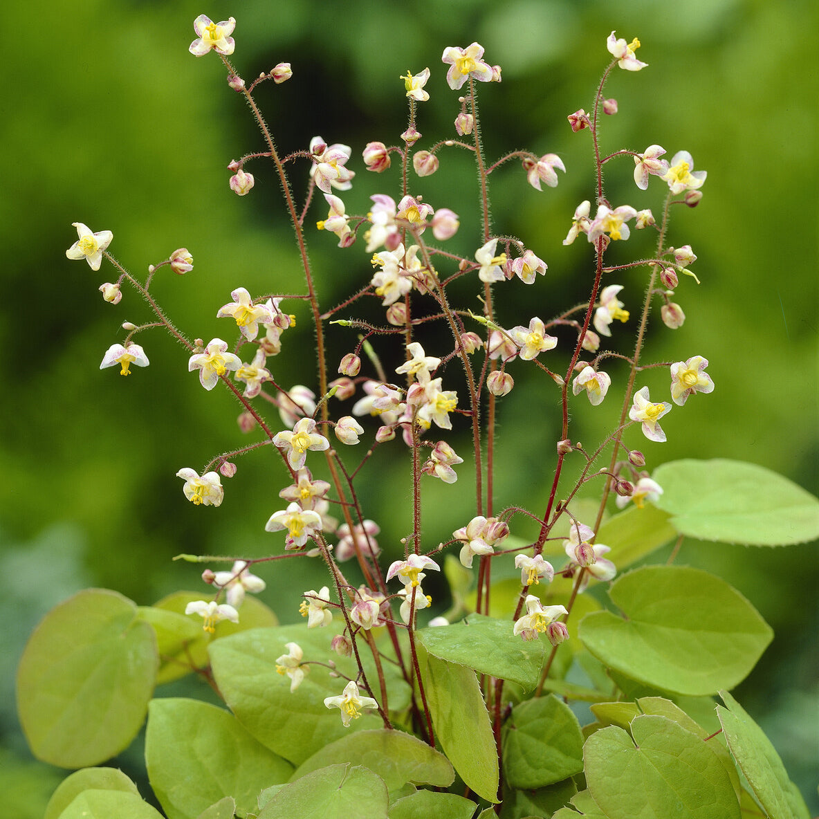 Bakker Epimedium pubigerum fleur des elfes pot 9 cm