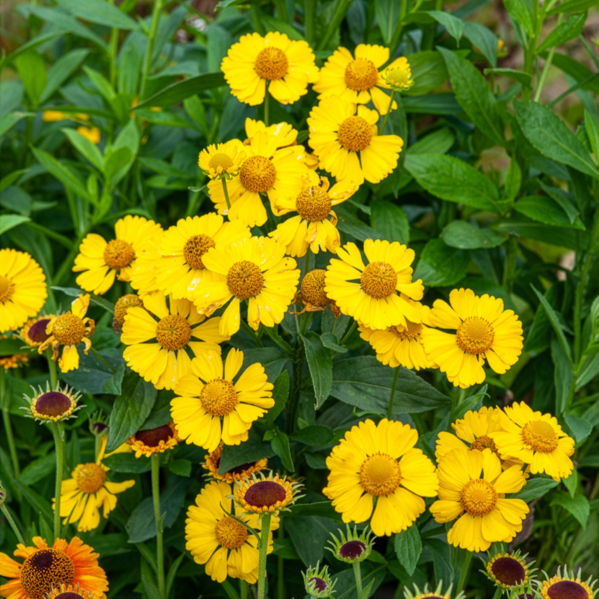 Bakker Plantes vivaces Hélénie Kanaria plante vivace pot 9cm jaune