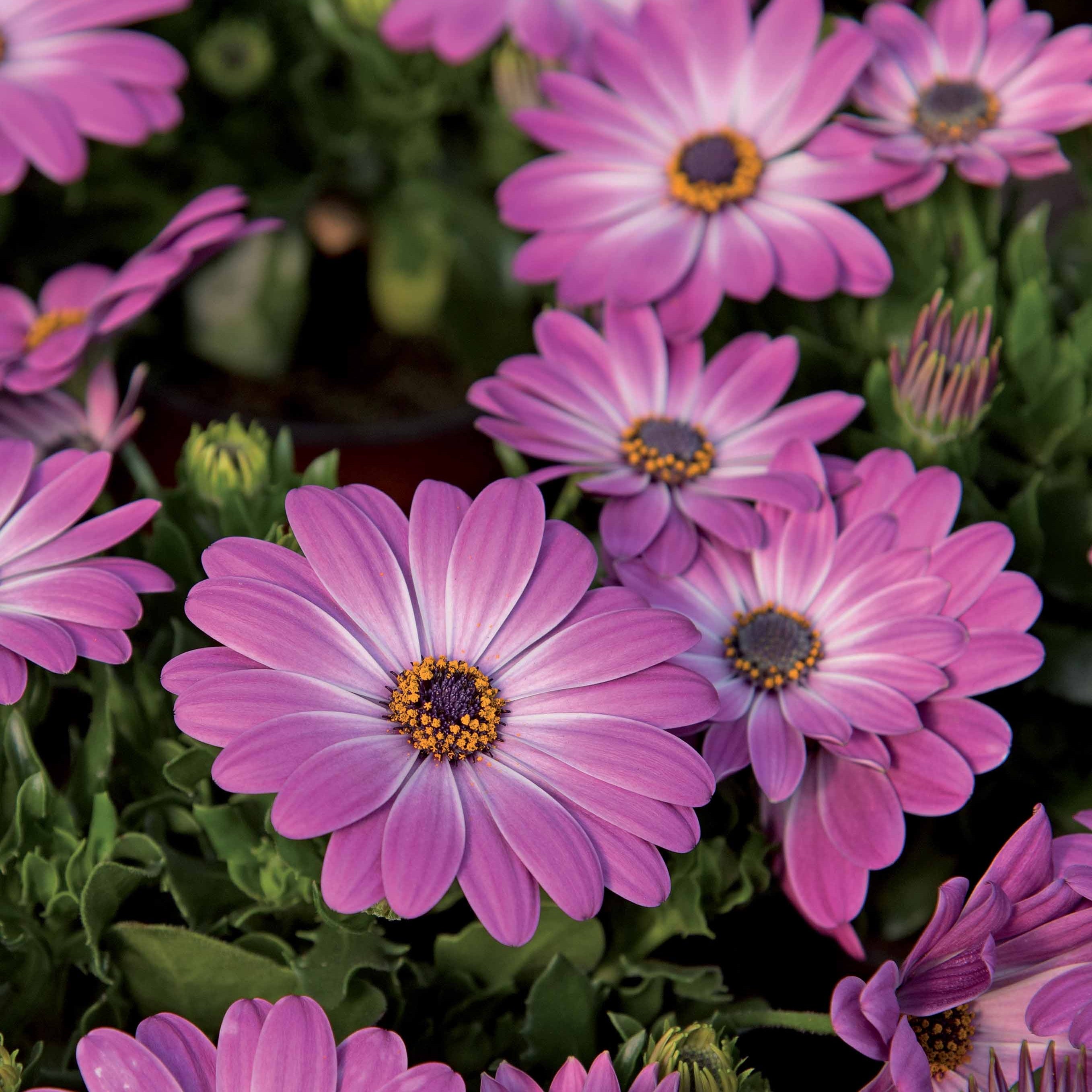 Bakker Plantes de terrasses Marguerite du Cap Pink Flave 3 pots