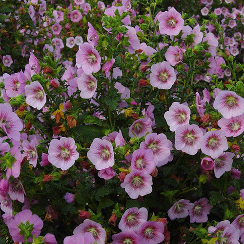 Bakker Mauve du Cap Miss Pinky fleur rose pot 1,3L 15-20cm