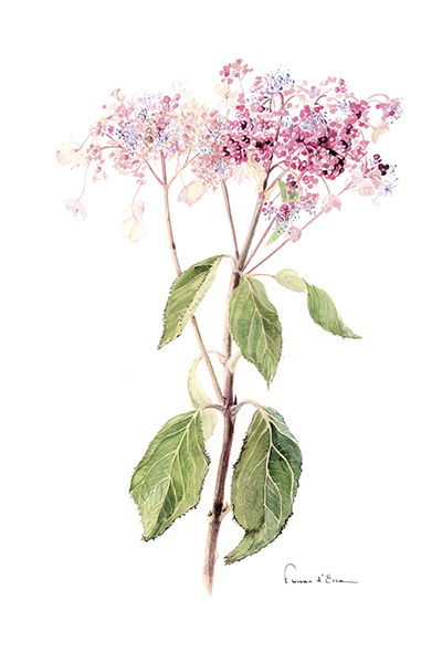 10 cartes postales botaniques A6 jardins fleurs