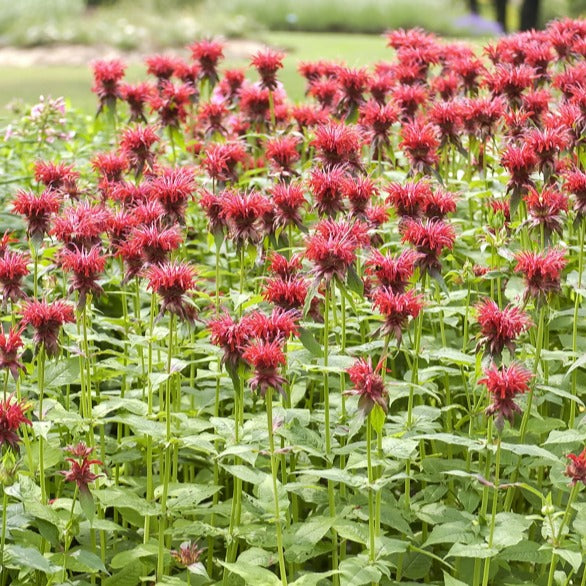 Bakker Monarde Cambridge Scarlet vivace pot 9cm fleur rouge