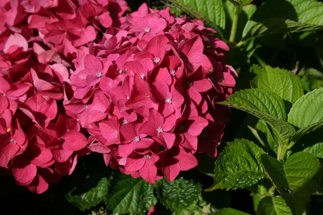 Les Hortensias du Haut Bois Vorster Frührot Hydrangea macrophylla rouge
