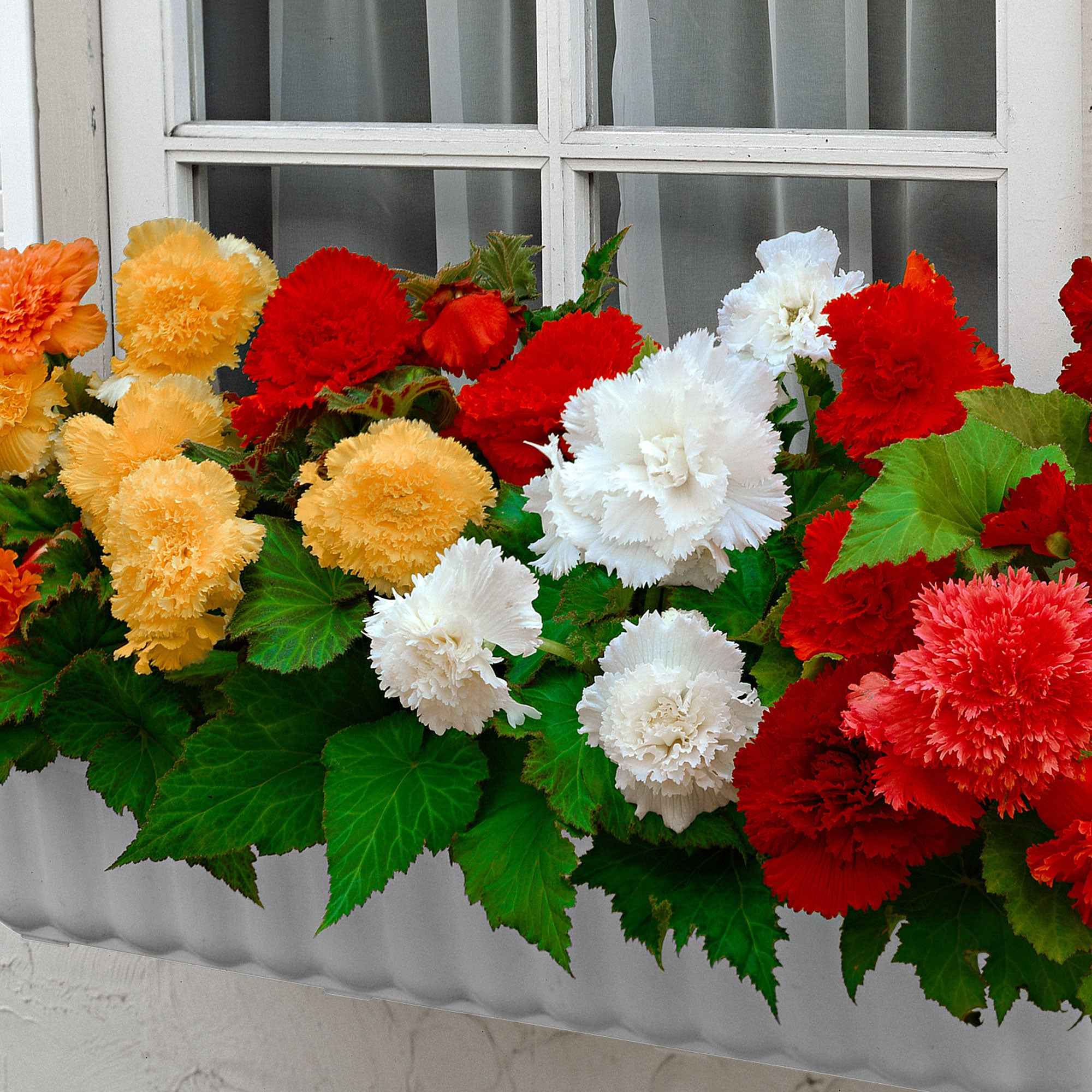 Bakker Bégonias frangés mélange sachet 10 bulbes fleurs doubles