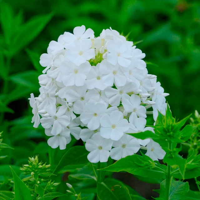 Bakker Phlox paniculé Fujiyama vivace blanche pot 9cm