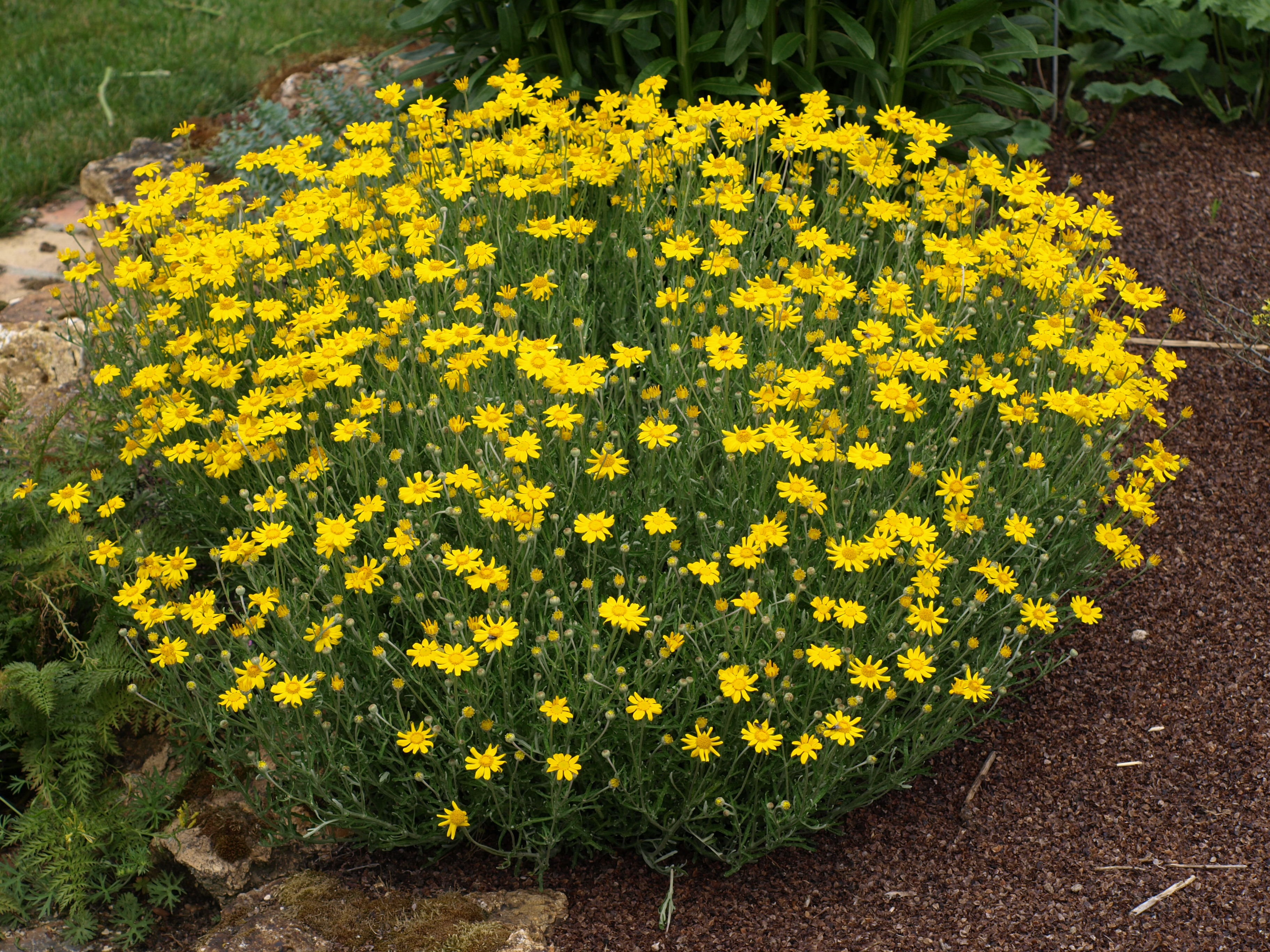 Passion Vivaces Eriophyllum lanatum plante vivace pot 1L jaune or