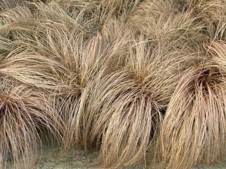 Passion Vivaces Carex comans Bronze Form graminée godet bronze
