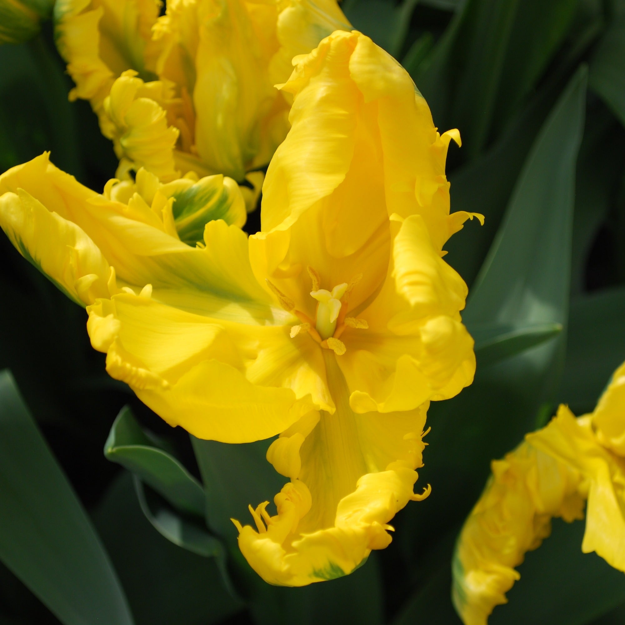 Bakker Jan Van Nes Parrot tulipe sachet 5 bulbes jaune