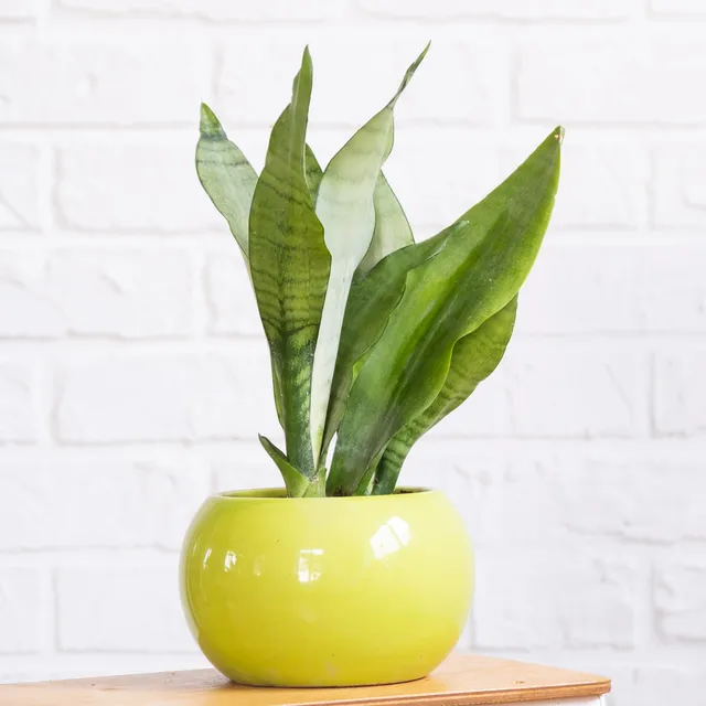Bakker Sansevieria Moonshine plante intérieur pot Ø12cm argenté