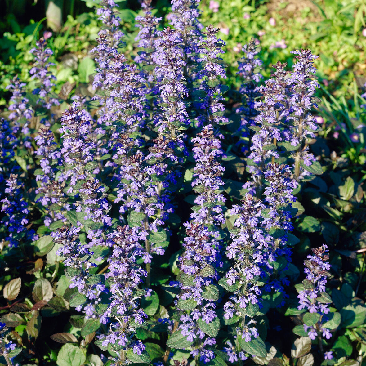 Bakker Bugle rampante Atropurpurea pot Ø9cm couvre-sol pourpre