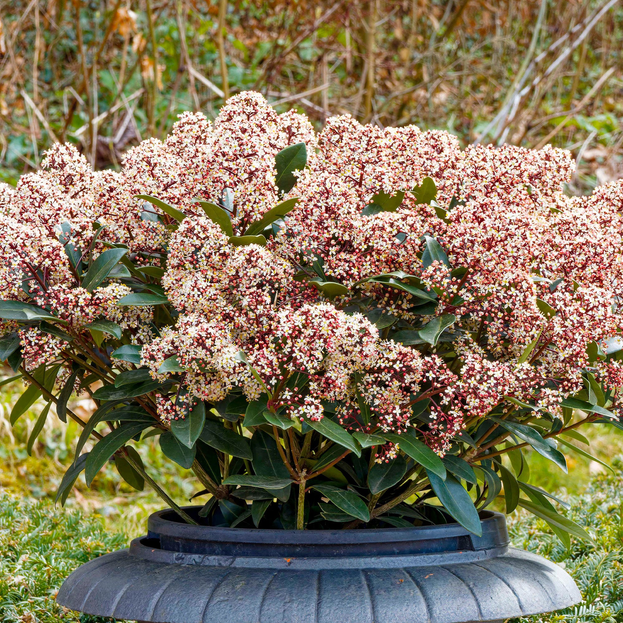 Bakker Skimmia Rubella arbuste persistant pot 2L