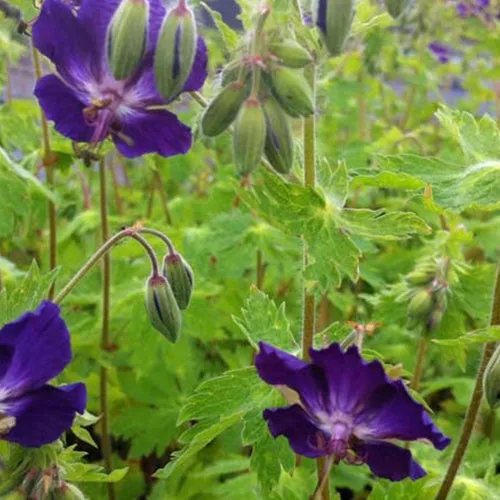 Bakker Klepper géranium vivace pot 9cm violet