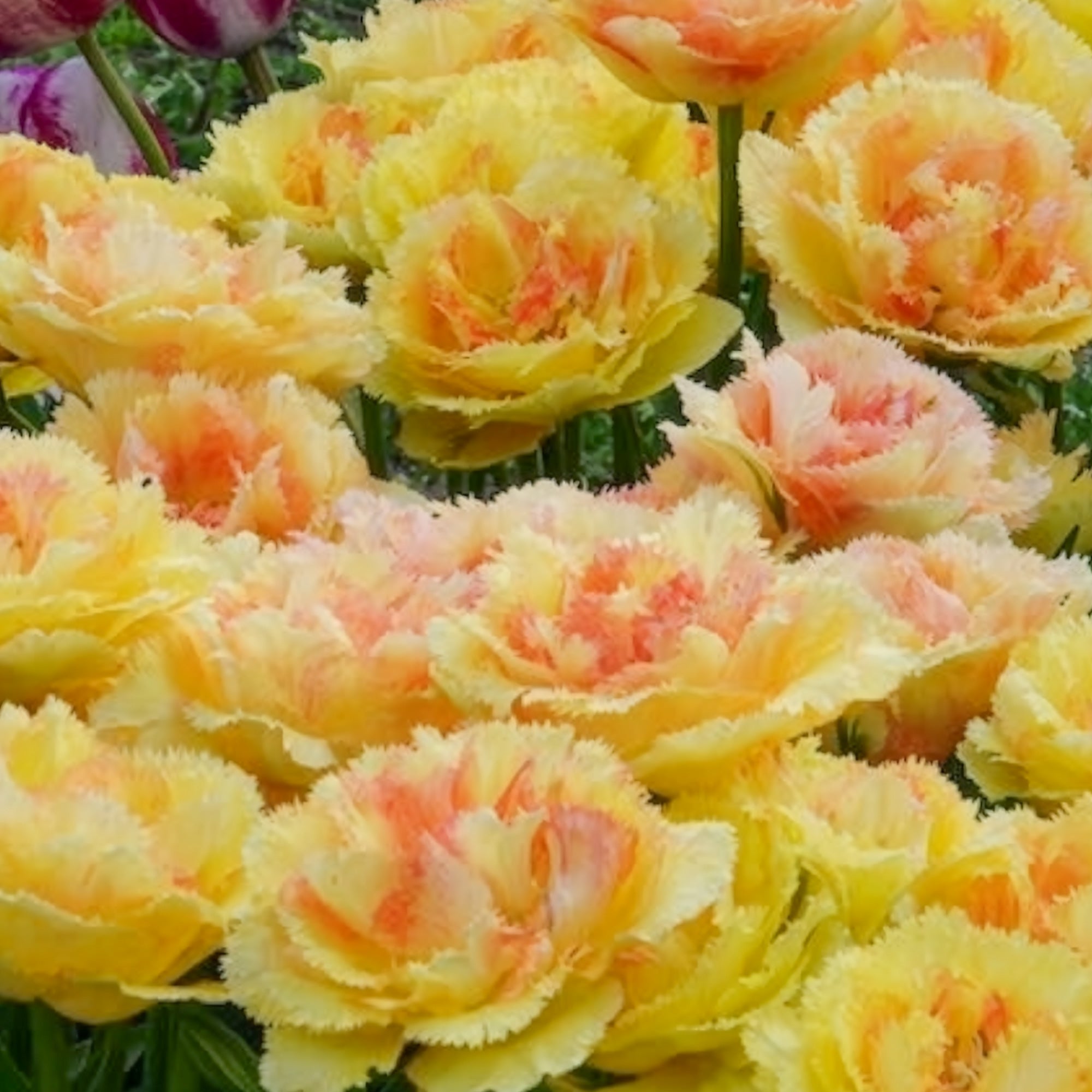 Bakker Bulbes Tulipe Vaya con Dios double jaune sachet 5