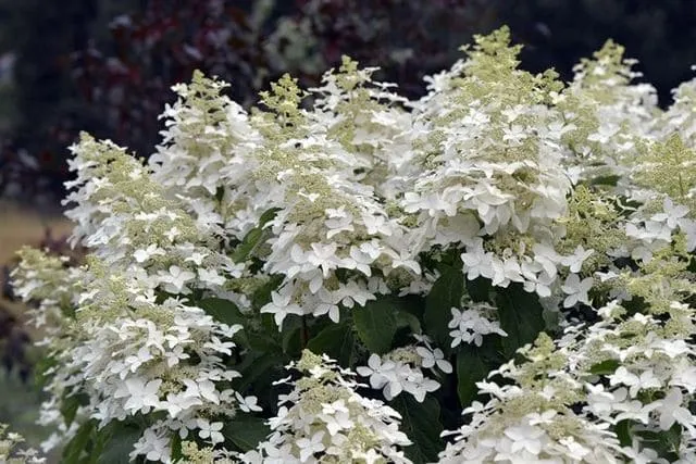 Hydrangea paniculata Perle d'Automne hortensia paniculé godet