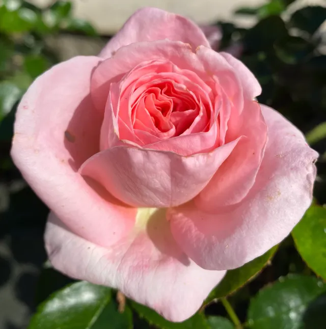 Michel Adam Fontaine aux Perles Adastridlo rosier tige rose