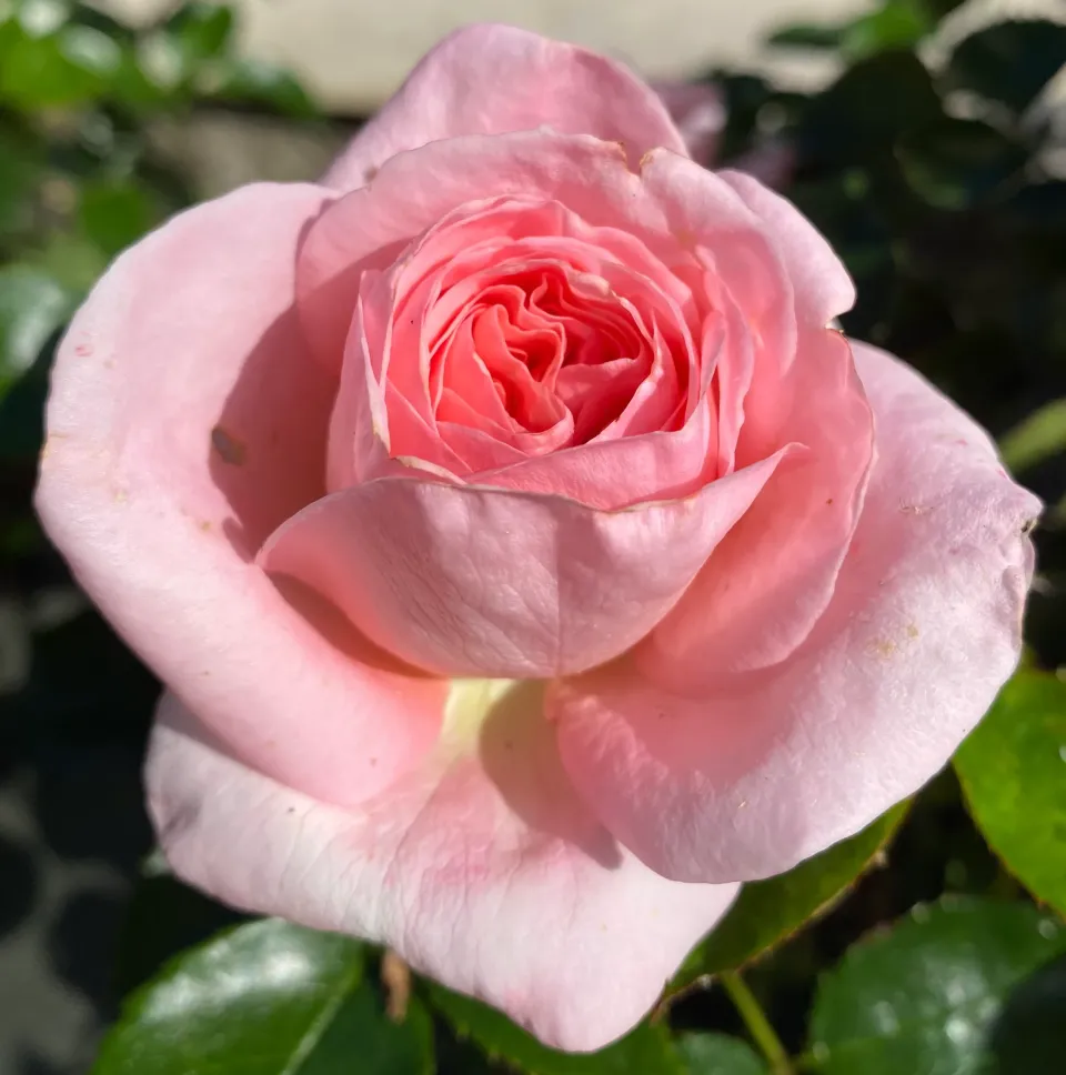 Michel Adam Fontaine aux Perles Adastridlo rosier tige rose
