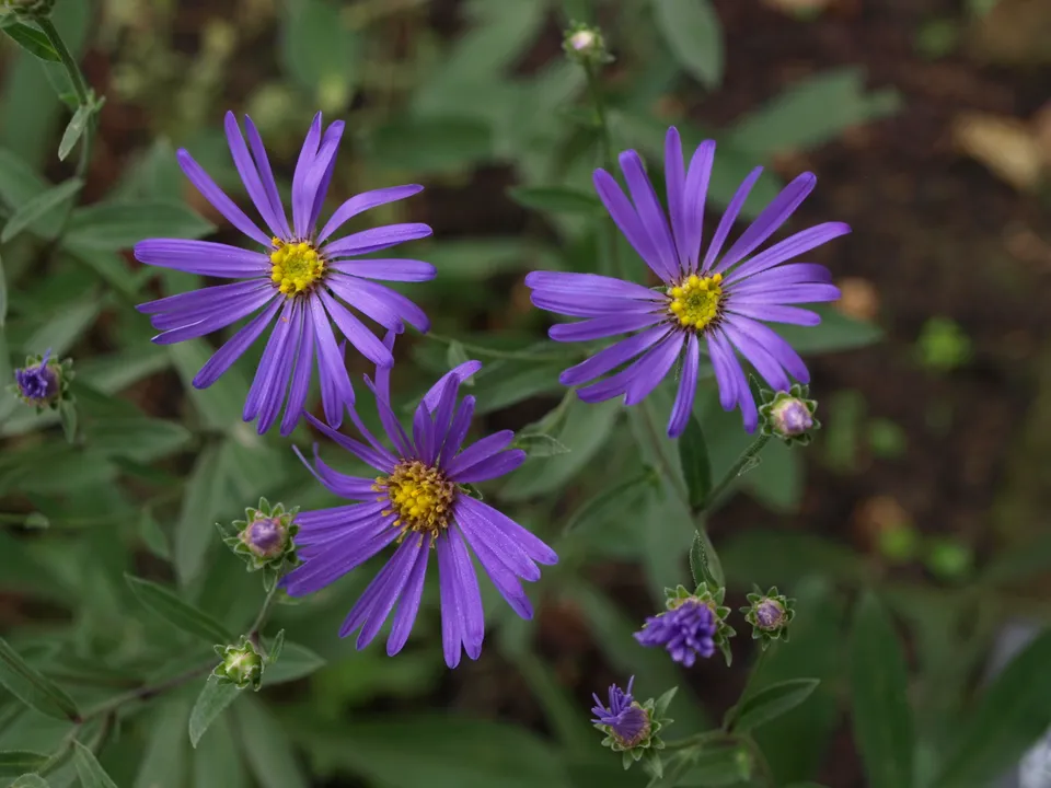 Passion Vivaces Aster amellus Butzeman plante vivace godet bleu violacé
