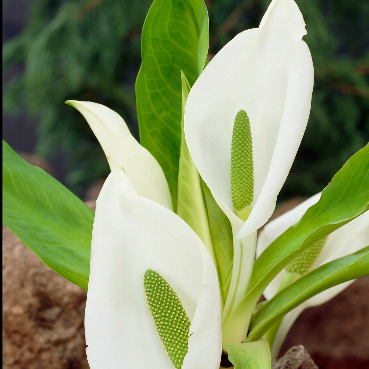 Bakker Plantes de bassin Arum bananier blanc pot 9cm